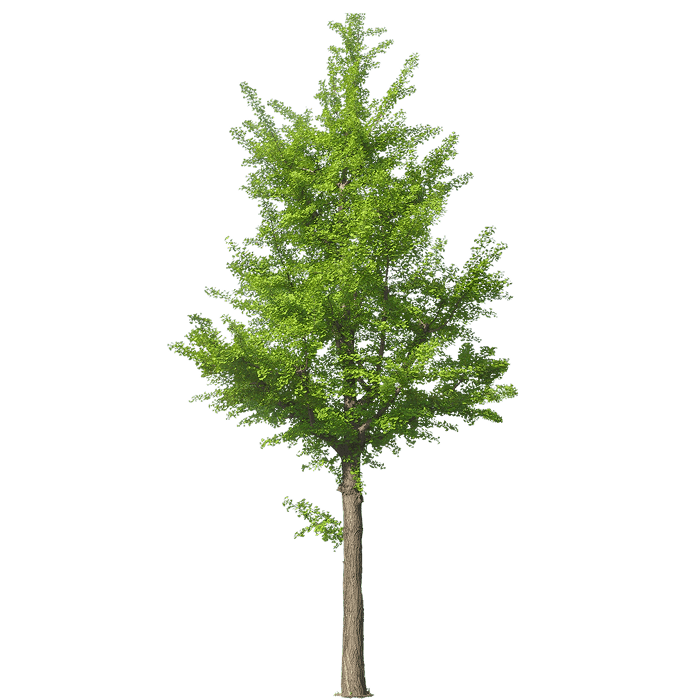 Гінкго білоба