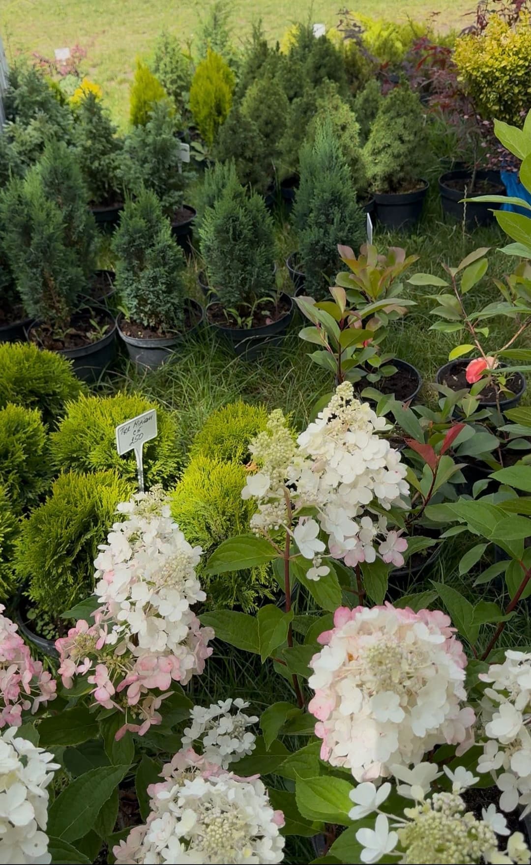 Квіти додому