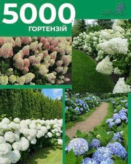Яскраве свято квітів у Саду Українства.