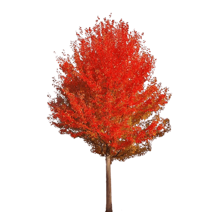 Клен фрімана