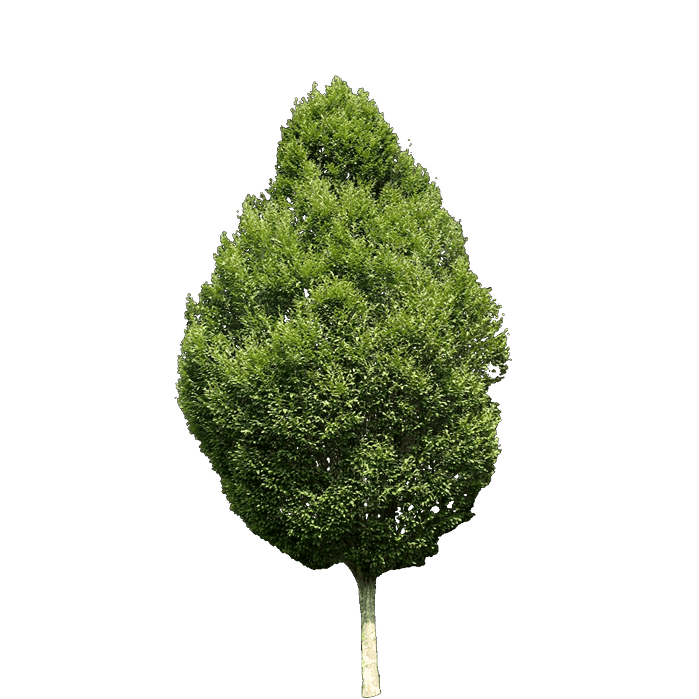 Граб звичайний