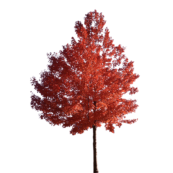 Клен червоний 'October Glory'