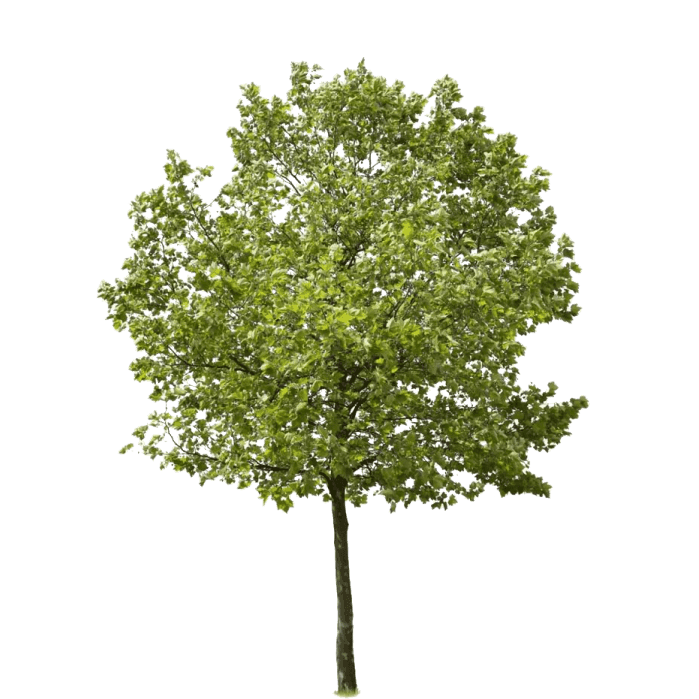 Клен гостролистий