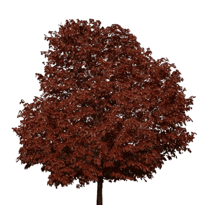 фото-Клен гостролистий Royal Red