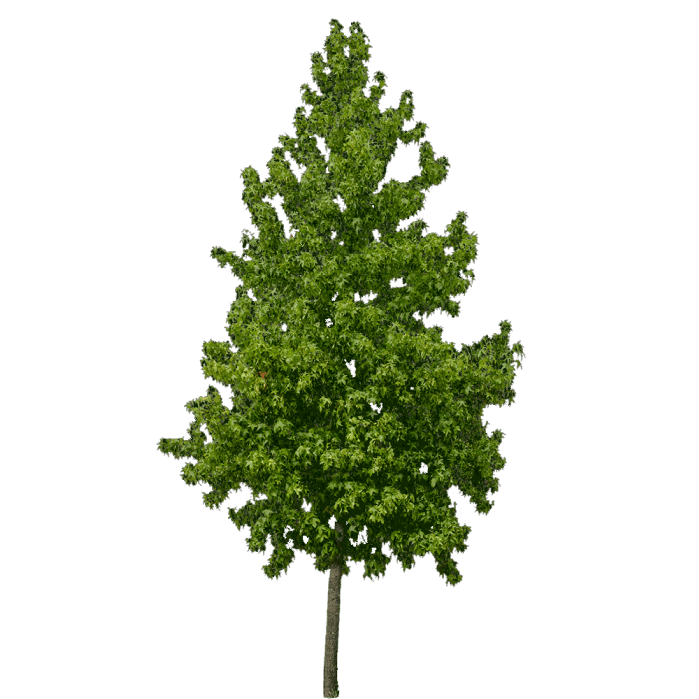 Ліквідамбр смолоносний