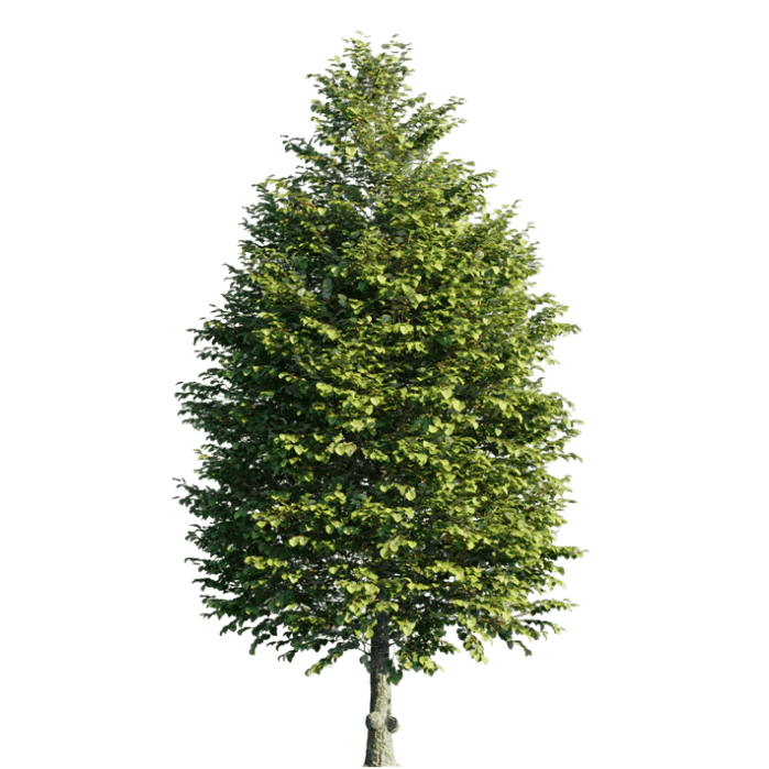 фото-Липа європейська