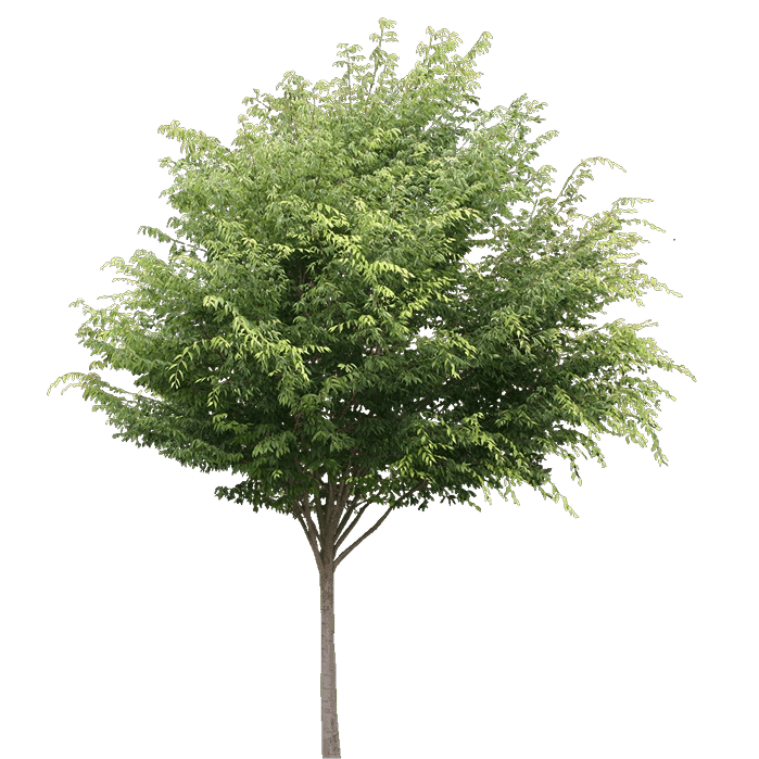 Ясен звичайний