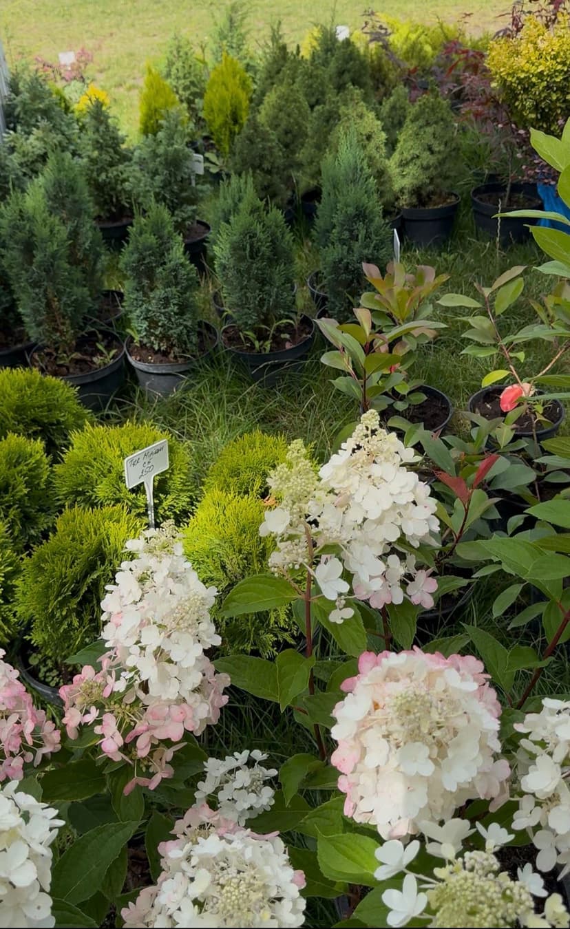 Квіти додому