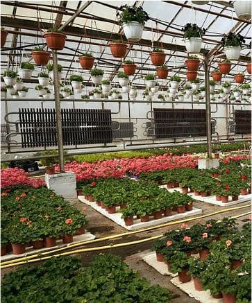 Квіти додому